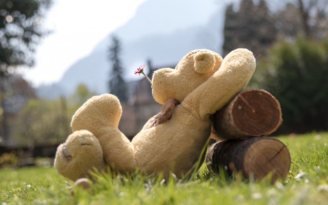 Teddy bear log grass flower free wallpaper - medium preview image