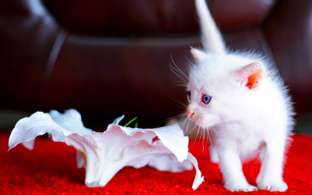 White cat flower red rug free wallpaper - medium preview image