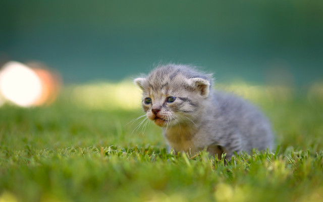 Kitten grass impressionism tiltshift blurry free wallpaper - medium preview image