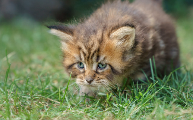 Kitten green field blurry depth free wallpaper - medium preview image