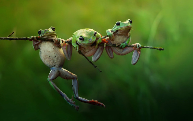 Two frogs upside down branch free wallpaper - medium preview image