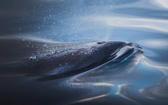 Whale bubbles surface photorealism airbrush free wallpaper - medium preview image