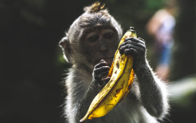 Monkey eating banana dirt primitivism free wallpaper - medium preview image