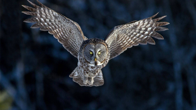 Large owl flying wings open free wallpaper - medium preview image