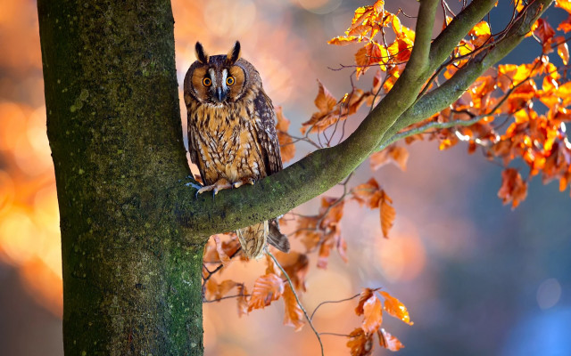 Owl fall forest leaves burns free wallpaper - medium preview image
