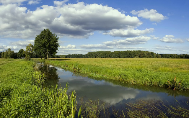 Lush green field stream tree free wallpaper - medium preview image