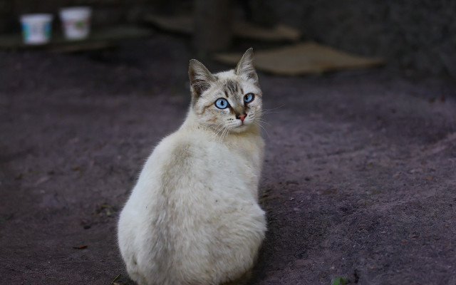 White cat blue eyes blurry #5 free wallpaper - medium preview image