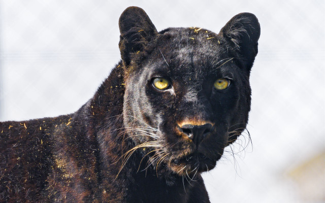 Black panther yellow eyes starry free wallpaper - medium preview image