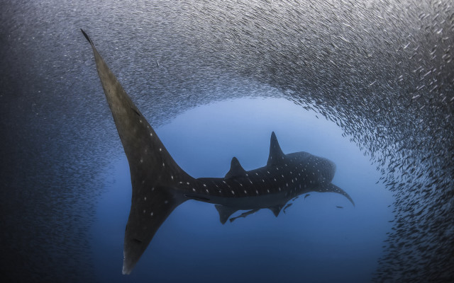 Large fish ocean starry sky free wallpaper - medium preview image