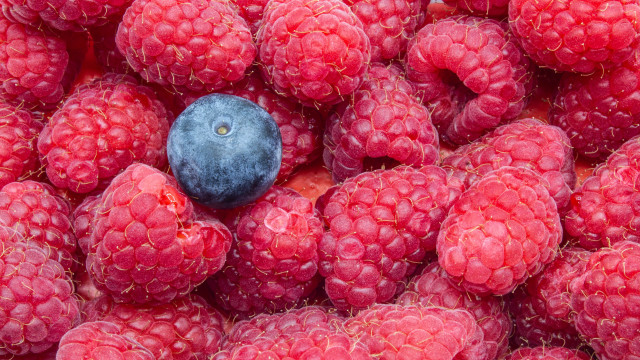 Blue berry raspberries center flowers free wallpaper - medium preview image