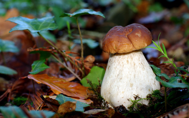 Mushroom autumn leaves bokeh macro free wallpaper - medium preview image