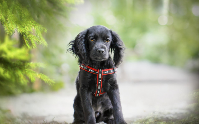 Black dog red collar woods free wallpaper - medium preview image