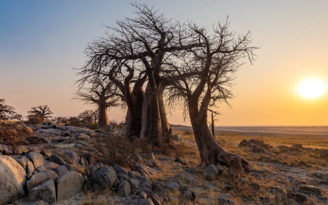 Trees field rocks grass sunset free wallpaper - medium preview image