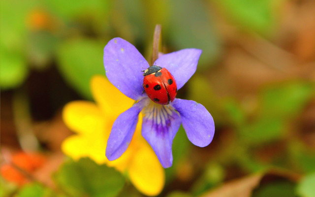 Ladybug purple flower yellow background free wallpaper - medium preview image