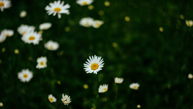 Daisy field green nature blurry free wallpaper - medium preview image