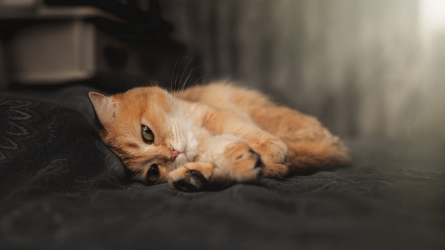 Cat paws pillow wide eyes free wallpaper - medium preview image
