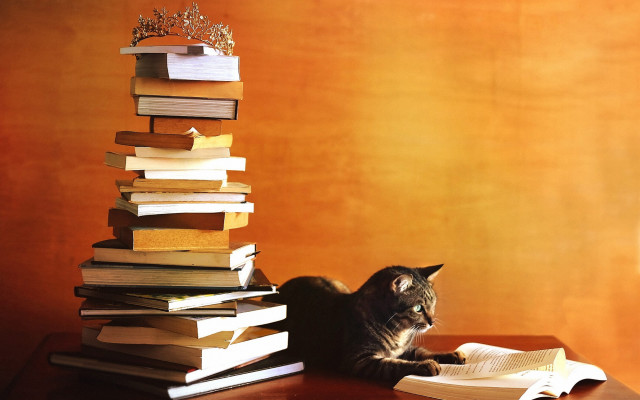 Cat table books lamp crown free wallpaper - medium preview image