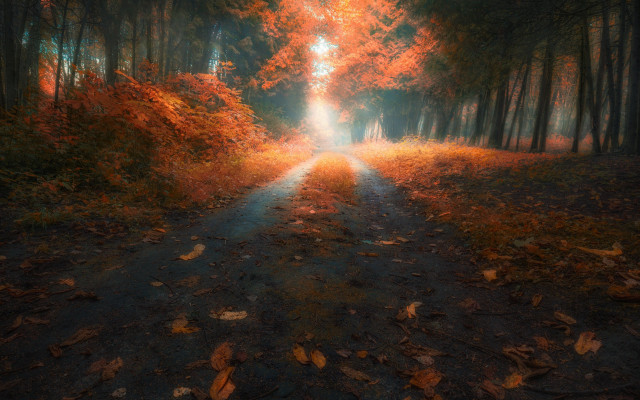Forest road autumn leaves light free wallpaper - medium preview image