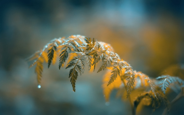 Yellow leaves plant macro blurry free wallpaper - medium preview image
