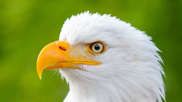 Bald eagle green background yellow free wallpaper - medium preview image