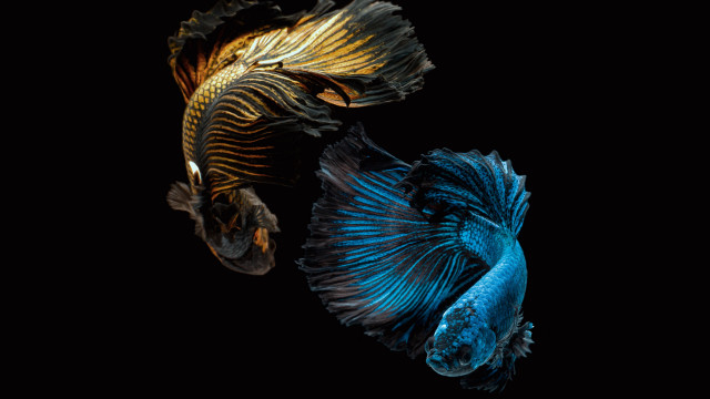 Siamese fish ocean dark background #2 free wallpaper - medium preview image