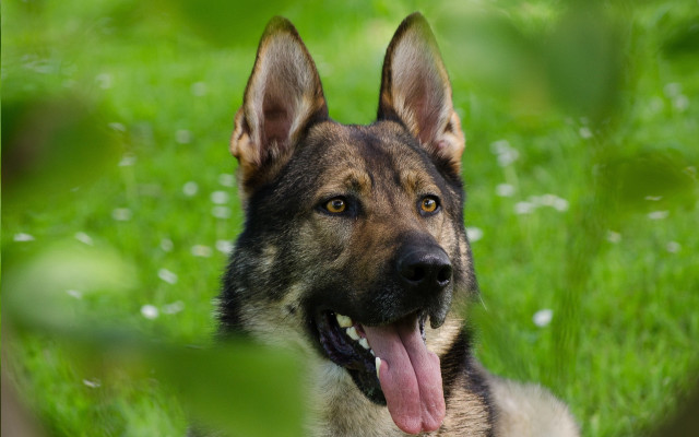 German shepherd laying grass blurry free wallpaper - medium preview image