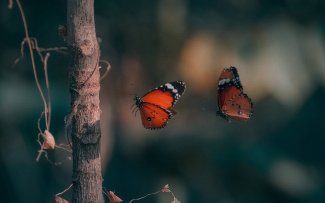 Butterflies flying forest branch macro free wallpaper - medium preview image