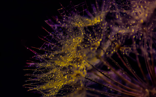 Dandelion microscopic macro city night free wallpaper - medium preview image