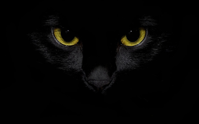 Black cat yellow eyes crescent free wallpaper - medium preview image