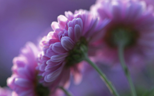 Blue flower bokeh hydrangea roses free wallpaper - medium preview image