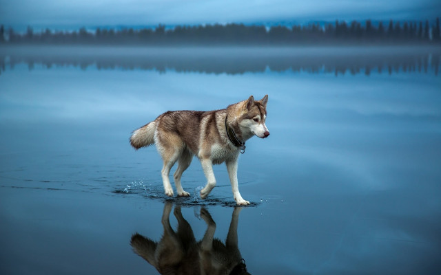 Dog reflection lake trees shiba free wallpaper - medium preview image