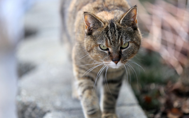 Cat walking shallow depth bokeh free wallpaper - medium preview image