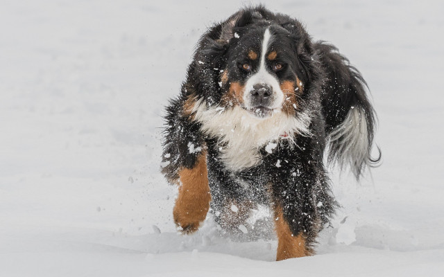 Dog running snow winter side free wallpaper - medium preview image