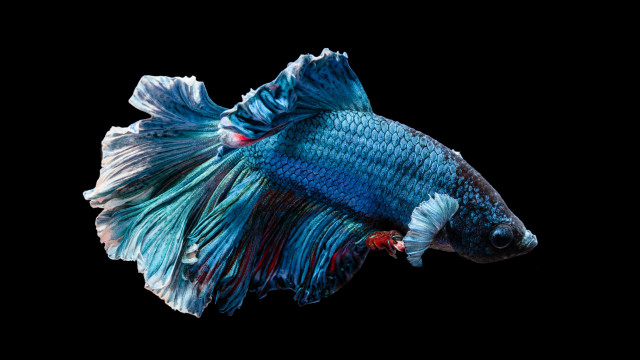Blue white fish red tail free wallpaper - medium preview image