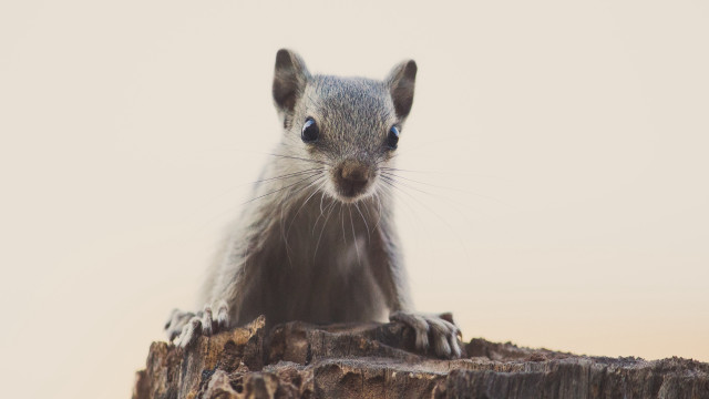 Small animal on stump sunny free wallpaper - medium preview image