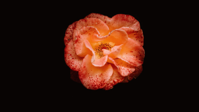 Orange flower black background macro free wallpaper - medium preview image