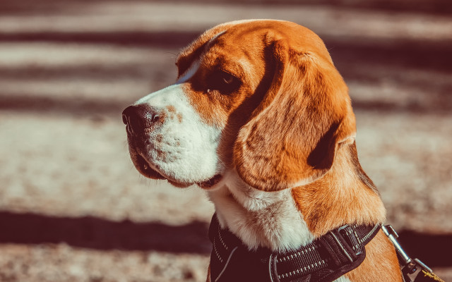 Dog collar looking distance blurry free wallpaper - medium preview image