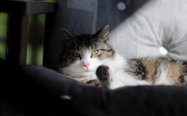 Cat chair pillow moon night free wallpaper - medium preview image