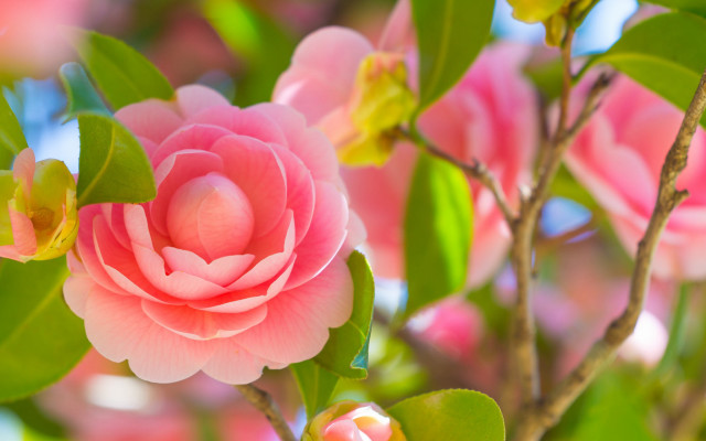 Pink flower blooming branch leaves free wallpaper - medium preview image