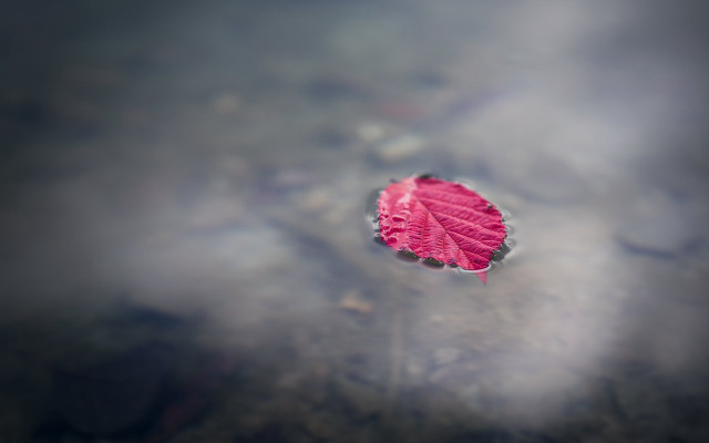 Leaf pond sky sunbeam macro free wallpaper - medium preview image
