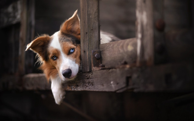 Dog peeking shiba inu blurry free wallpaper - medium preview image
