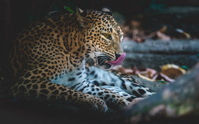 Leopard tongue out shade tree free wallpaper - medium preview image