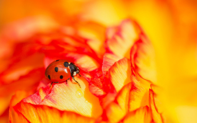 Ladybug yellowflower garden autumn macro free wallpaper - medium preview image