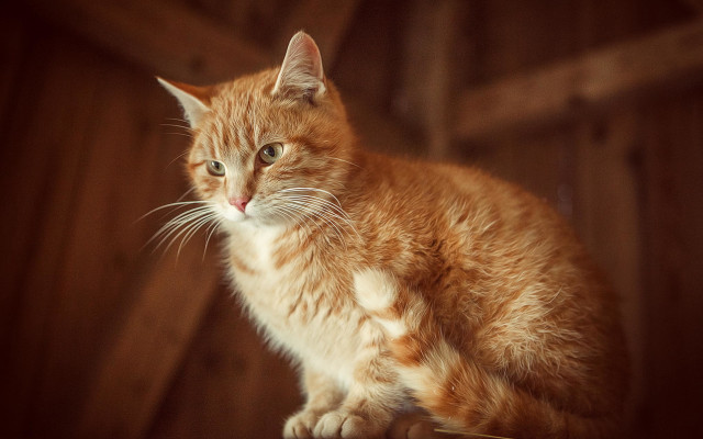 Cat wooden table window sill free wallpaper - medium preview image