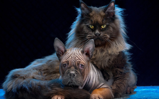 Cat dog blue surface hyperrealistic free wallpaper - medium preview image