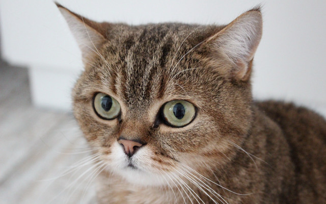 Cat green eyes serious superflat free wallpaper - medium preview image