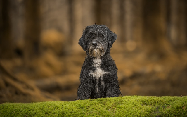Black dog green field forest free wallpaper - medium preview image