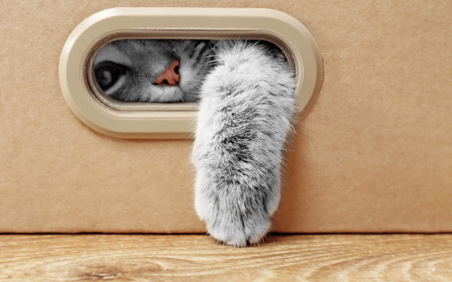 Cat peeking cardboard box paw free wallpaper - medium preview image