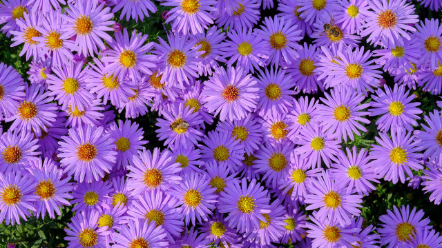 Purple flower bloom bee closeup free wallpaper - medium preview image