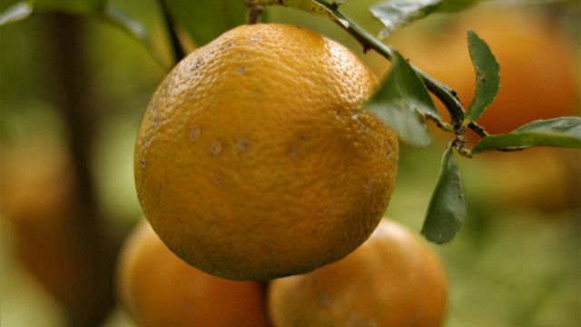 Tree oranges macro blurry depth free wallpaper - medium preview image